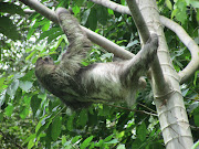 We also saw this this sloth. Pretty cool, huh? img 