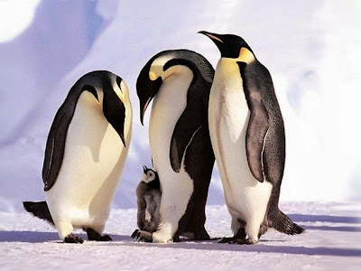 fotografia del reino animal pinguinos