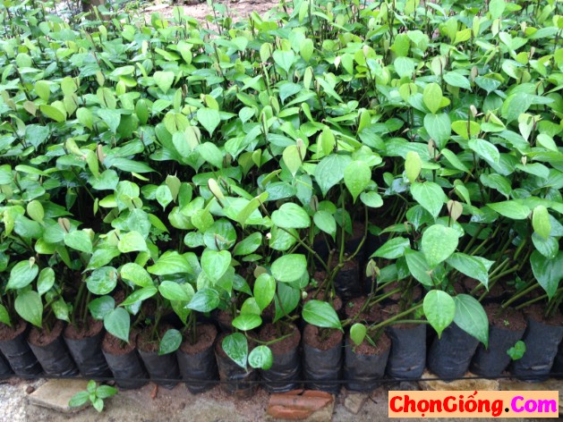 gioogns tiêu vĩnh linh
