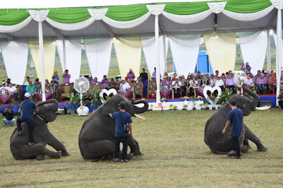 Way Kambas Forest Photography Festival, Berwisata Sambil Jepret Gajah