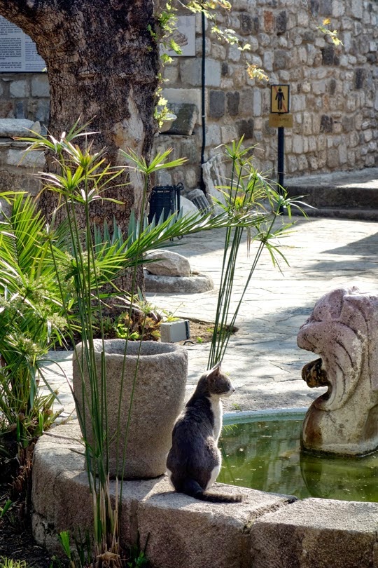 castle courtyard cat