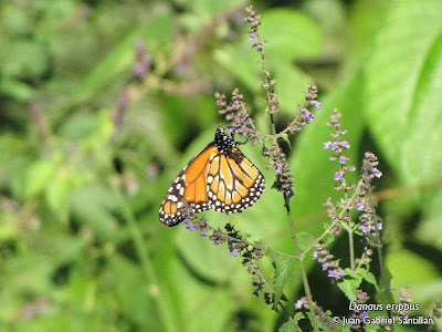 Mariposa monarca Danaus erippus