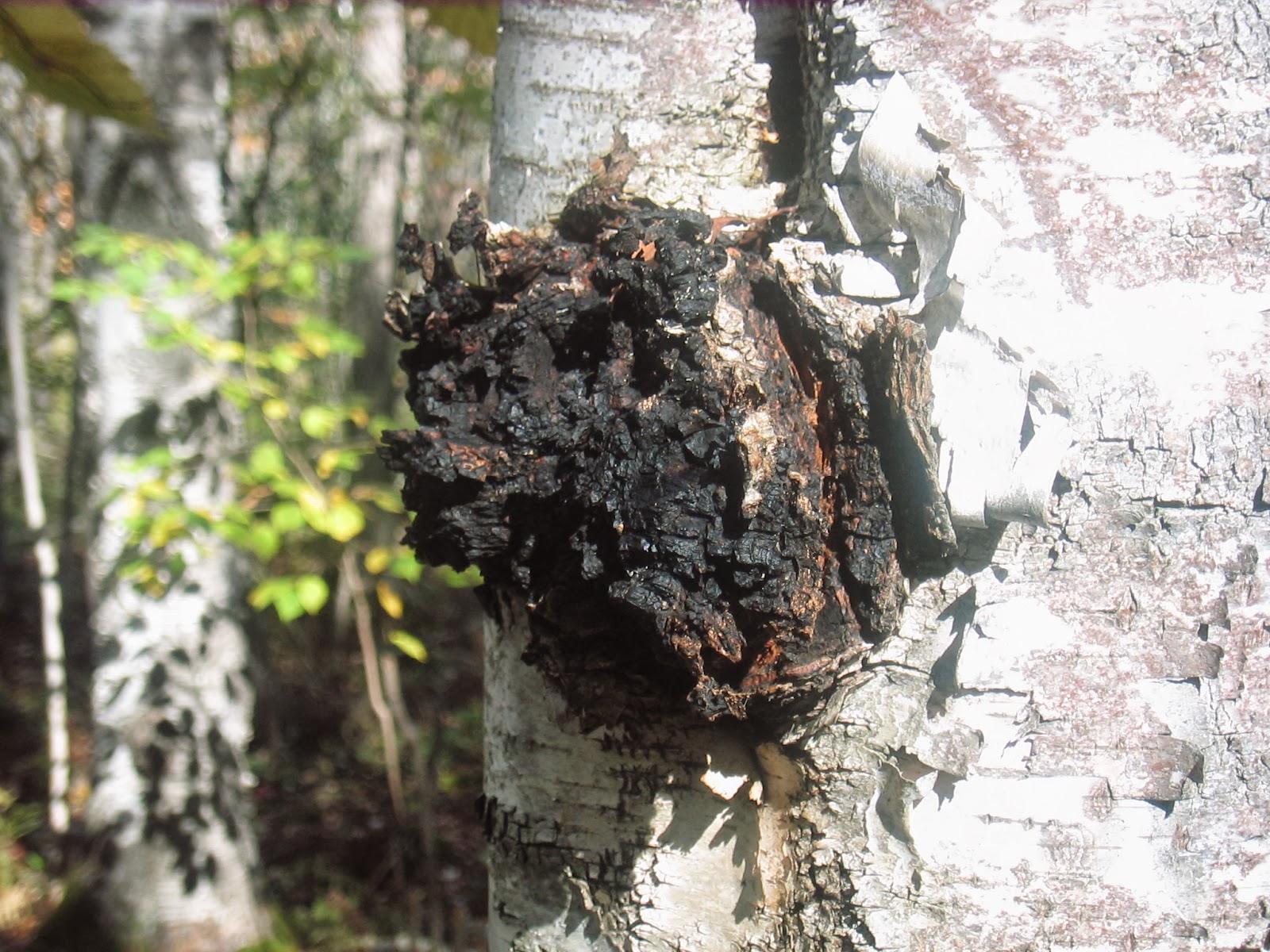Duluth Minnesota Mushroom Hunting
