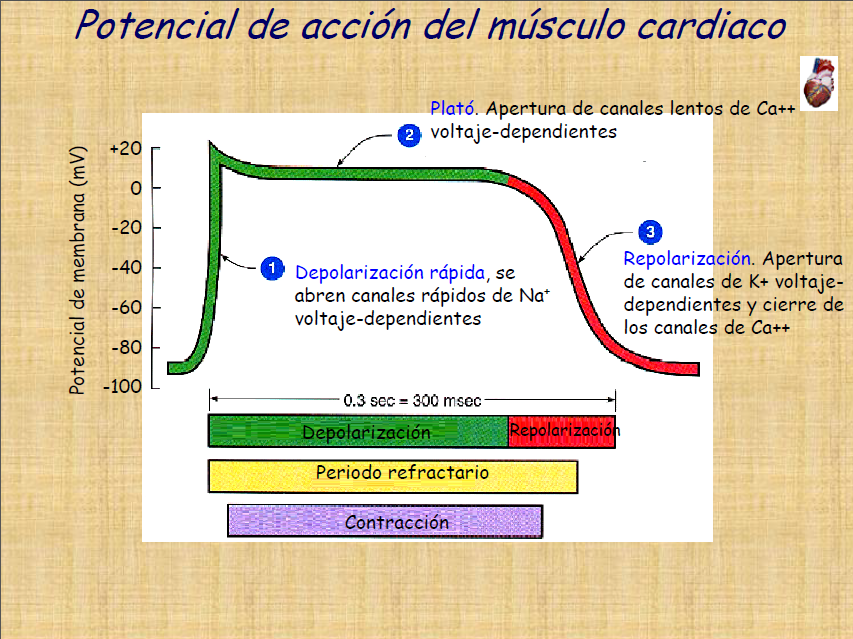 Fisiología de Omar Báez Potenciales de