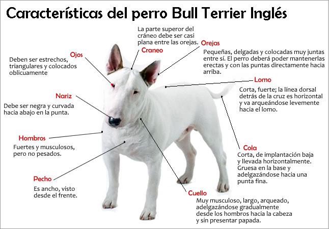 Informacion De Un Perro En Ingles fonsbulls.blogspot.com