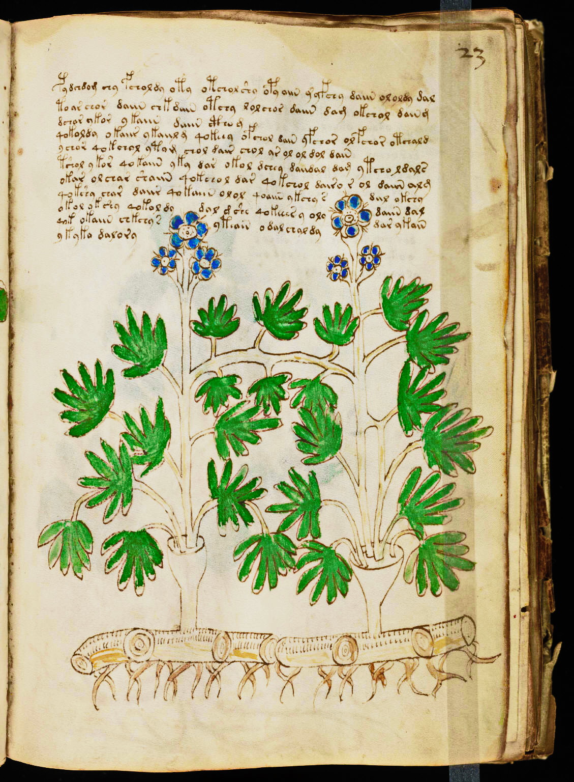 шифрование (манускрипт войнича). манускрипт войнича книга. кодекс рохонци. манускрипт войнича книга. манускрипт рохонци.