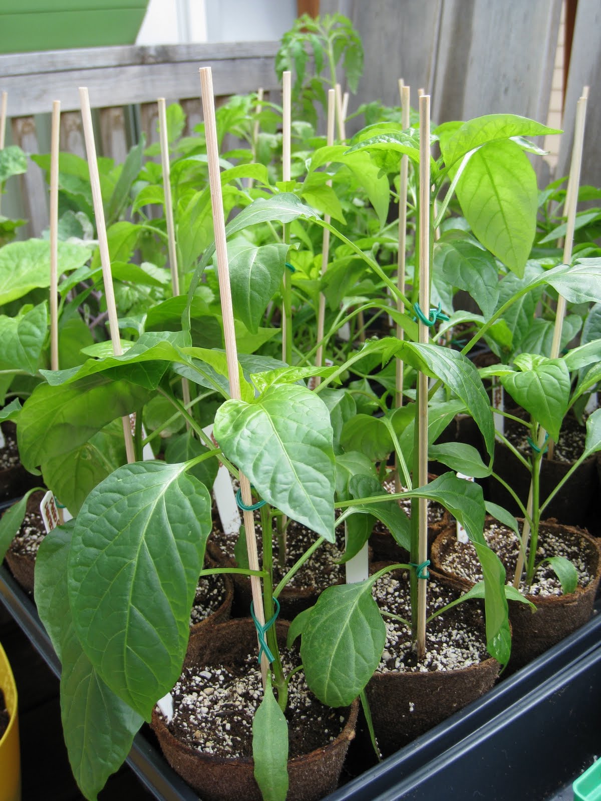 Tasty Travels&hellip; food talks, I listen Eggplant and Pepper