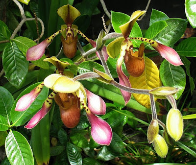 Grow and care Paphiopedilum lowii orchid - Low's Paphiopedilum