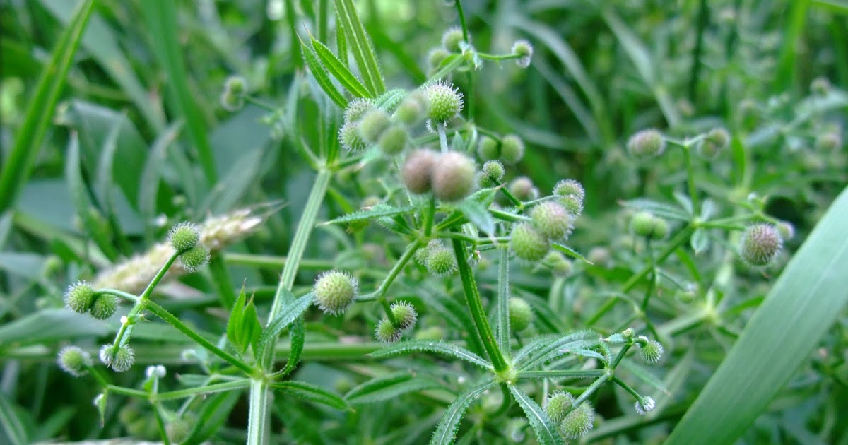 HERBAL PICNIC CLEAVERS