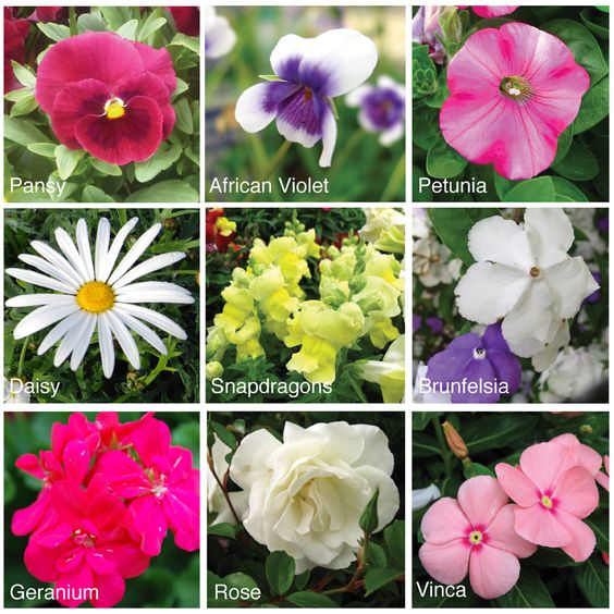 Diy Flower Press The Freckled Fieldnotes