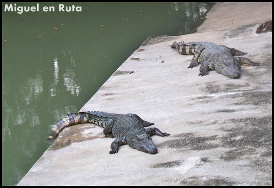 Crocodile siamés