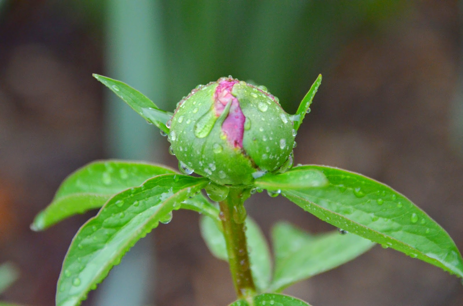 Southern Peony 2015 Spring Peony Buds of a Different Color