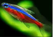 Jenis Ikan Hias Air Tawar  Aquarium Cardinal Tetra