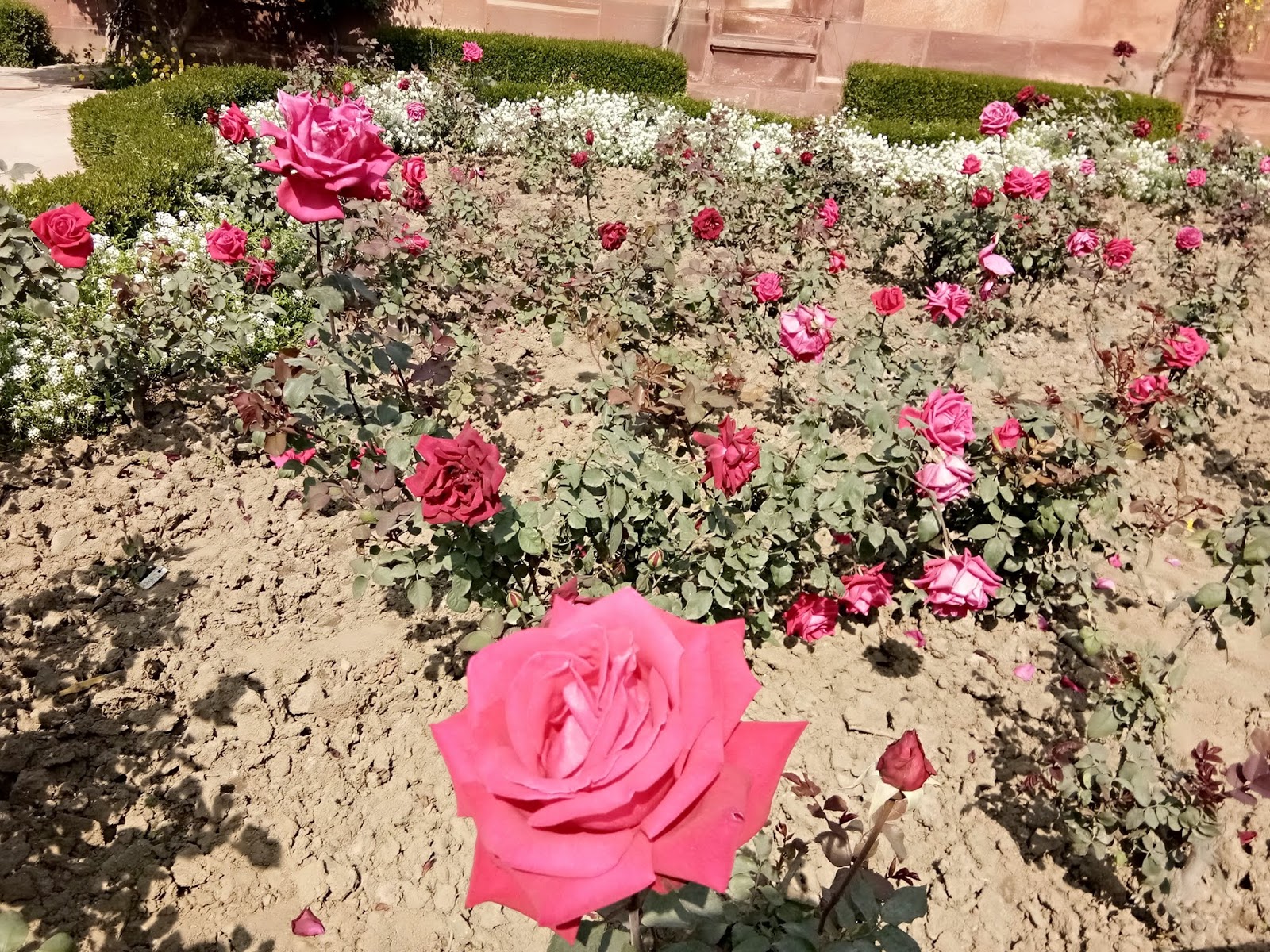 National Flower of United Kingdom Britain