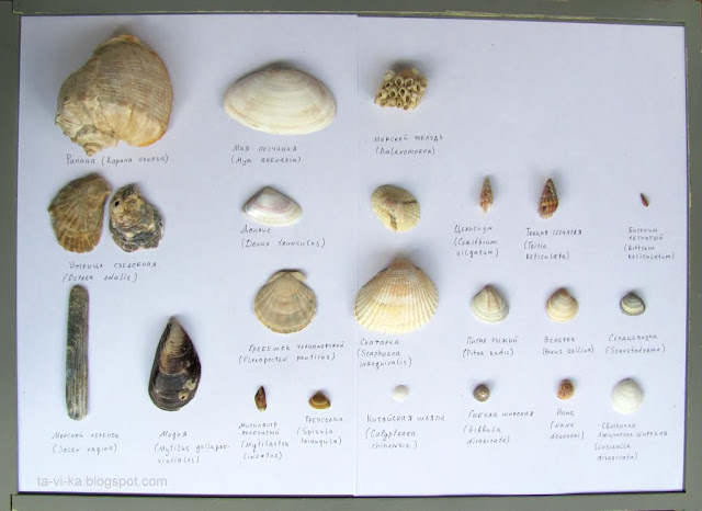 Ракушки Черного моря black sea shell