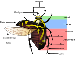 Sistem pernapasan pada kumbang