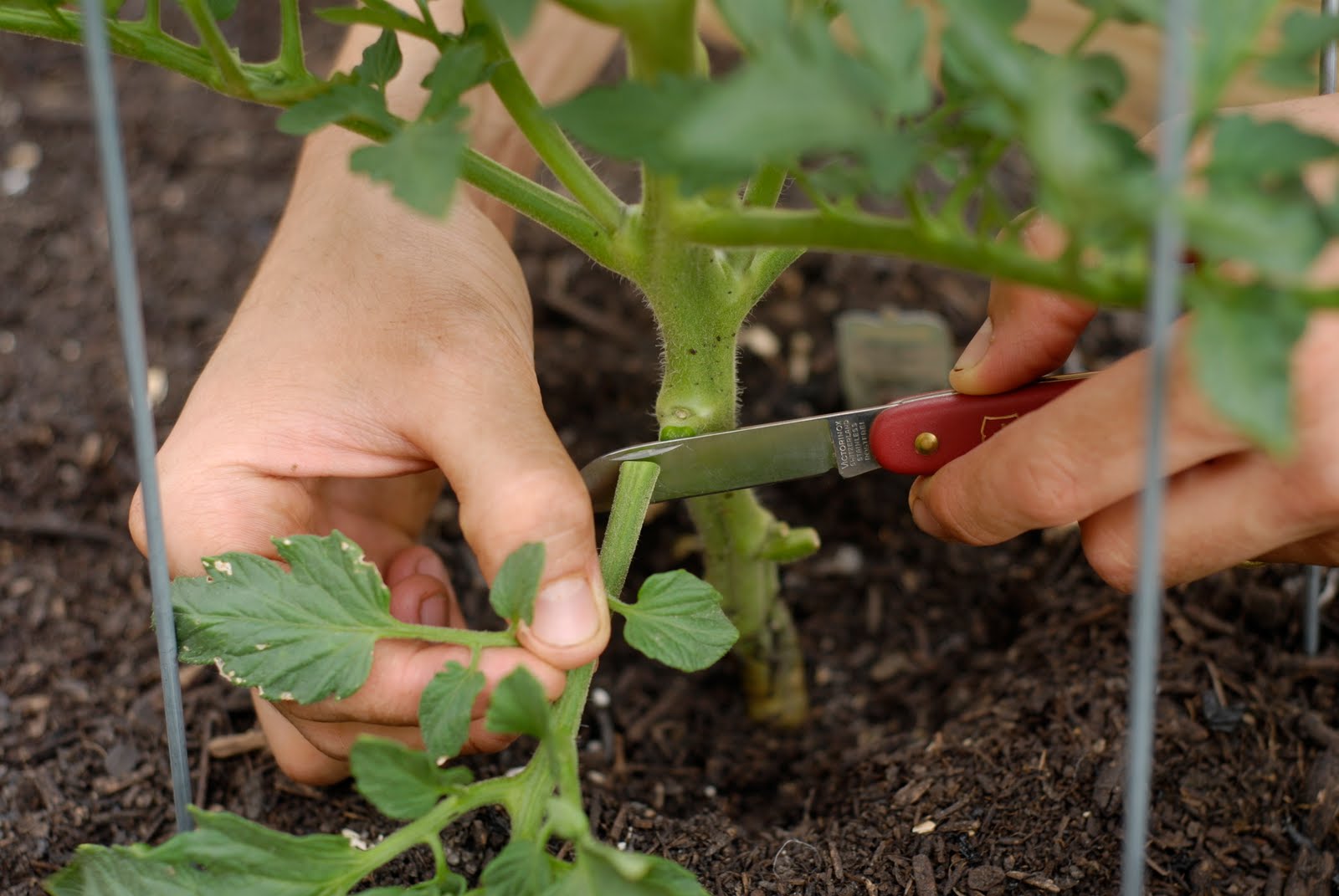 tend: pruning tomatoes