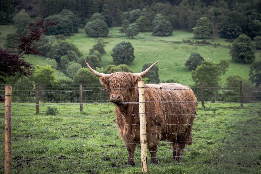 Tierras Altas. Escocia
