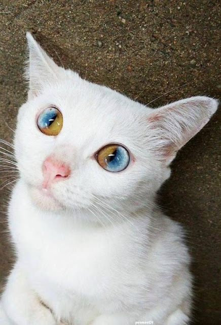 котенок с красивыми глазами