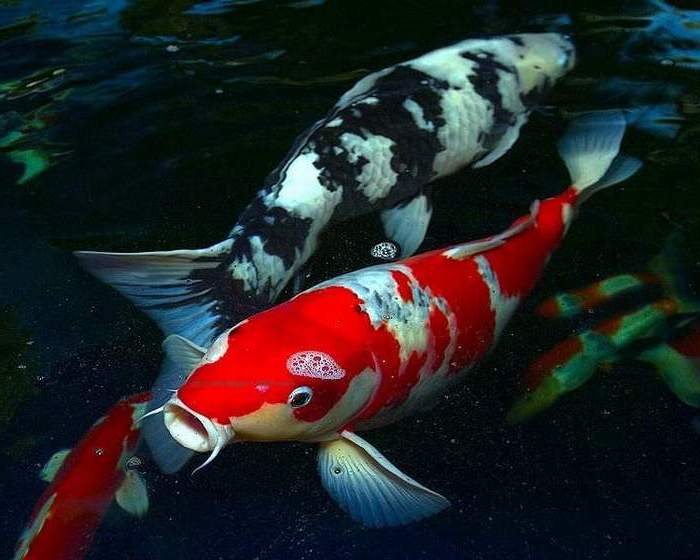 Gambar Ikan  Koi 