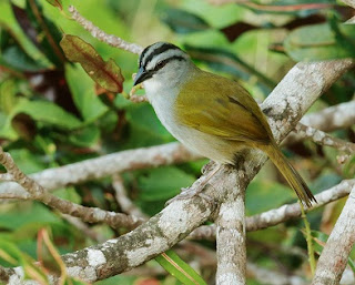 Suara Burung Yegua Suara Burung Yegua