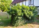 Photograph of ivy covered tomb by North Mymms News released under Creative Commons