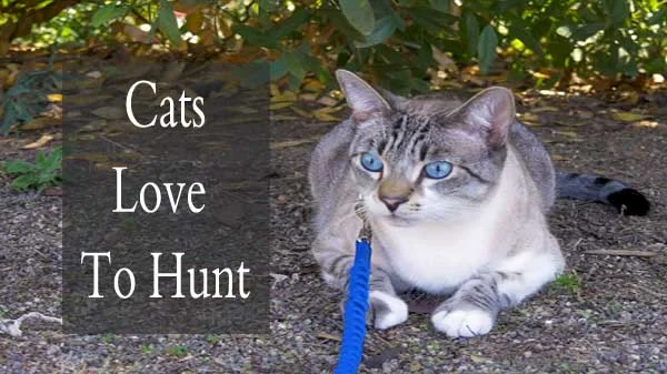 Why Do Cats Hunt