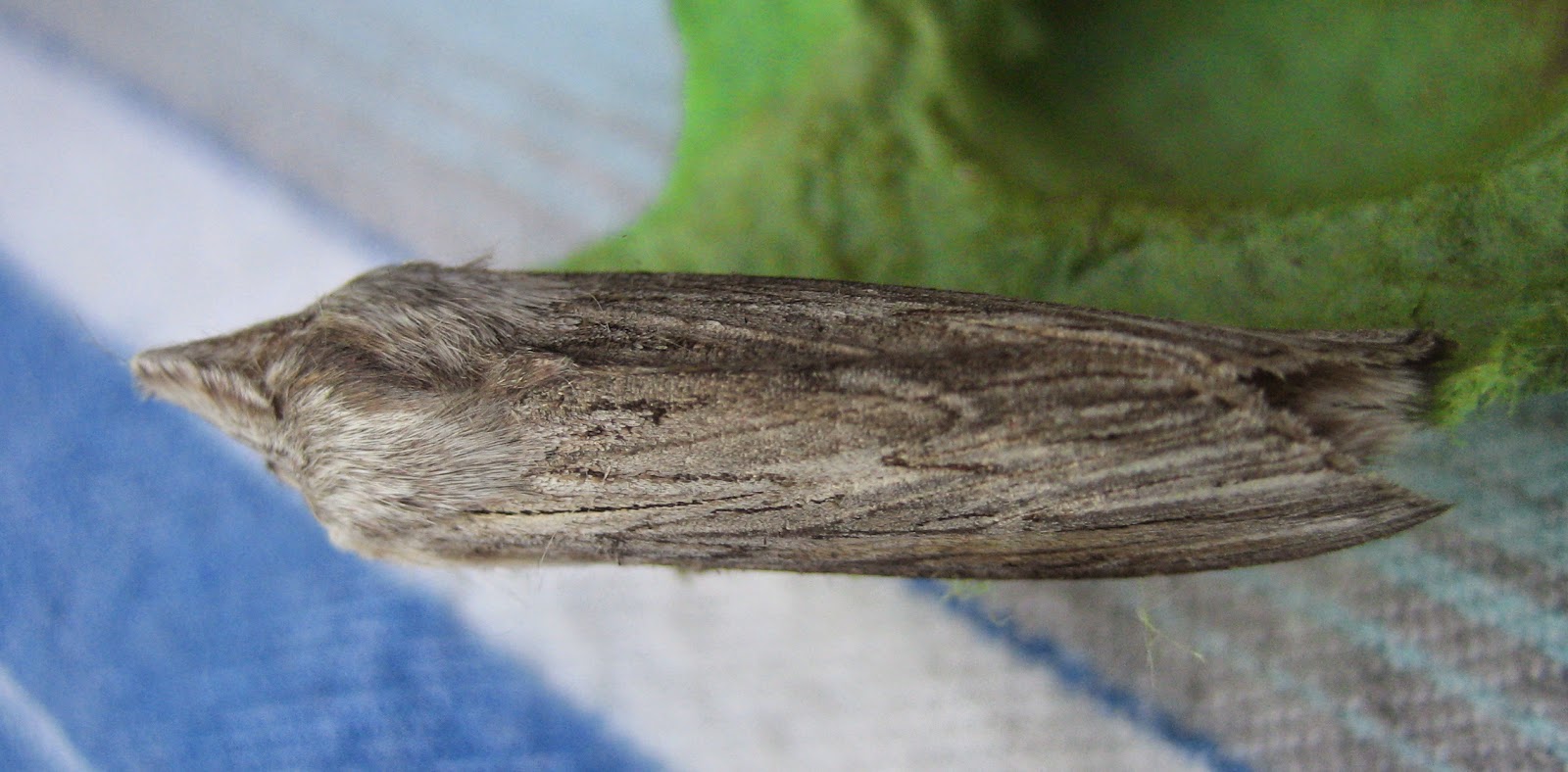 Martin's Moths Jaws for lettuce