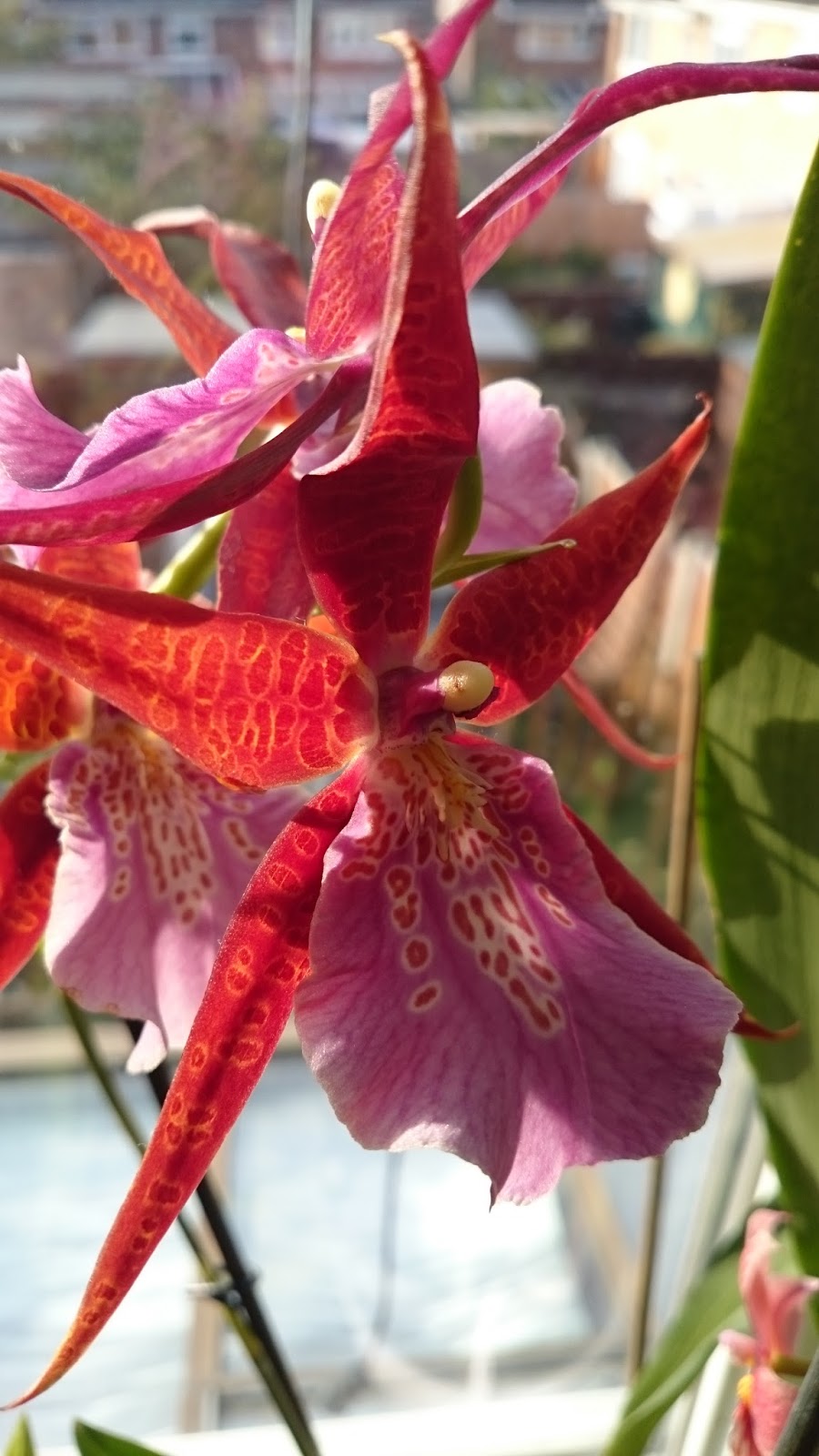 Orchid ID Miltassia Cairns "New River"