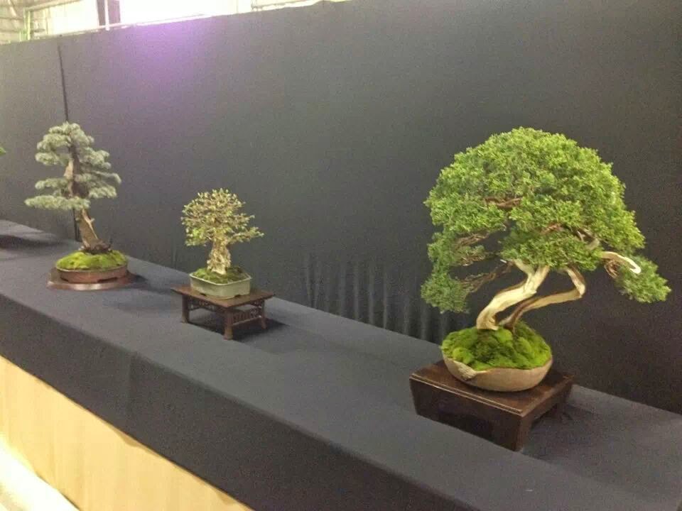 Exposiciones Bonsái Arranca la Haru Bonsai Ten