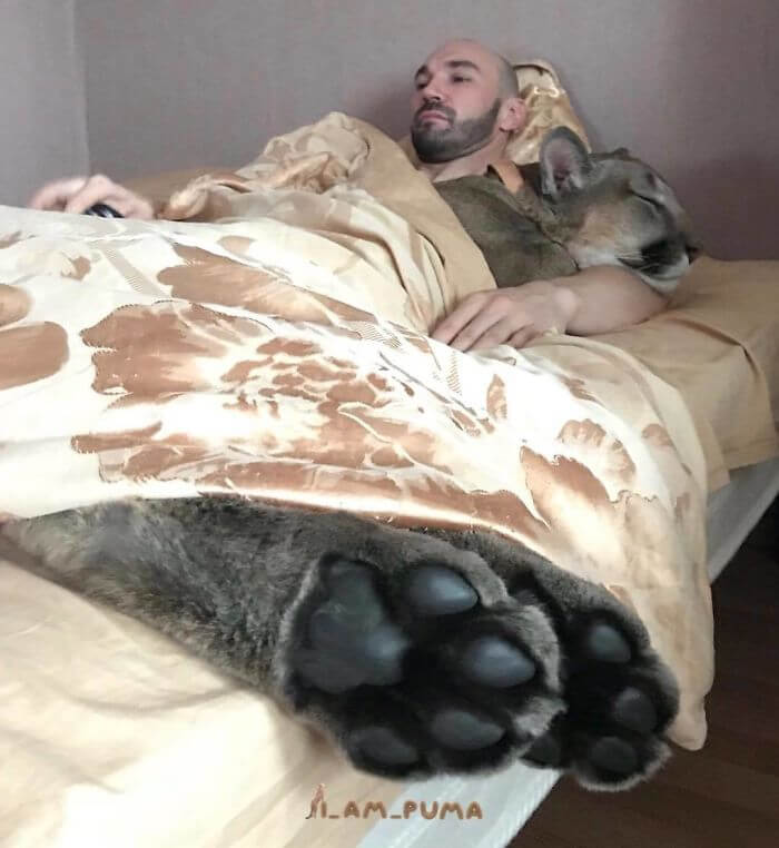 Meet Messi, The Rescued Puma That Lives As A Spoiled House Cat In Russia