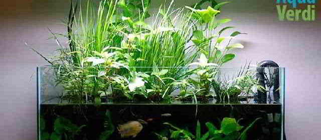 Gambar Aquarium Ikan Hias Air Tawar Model Terbaru