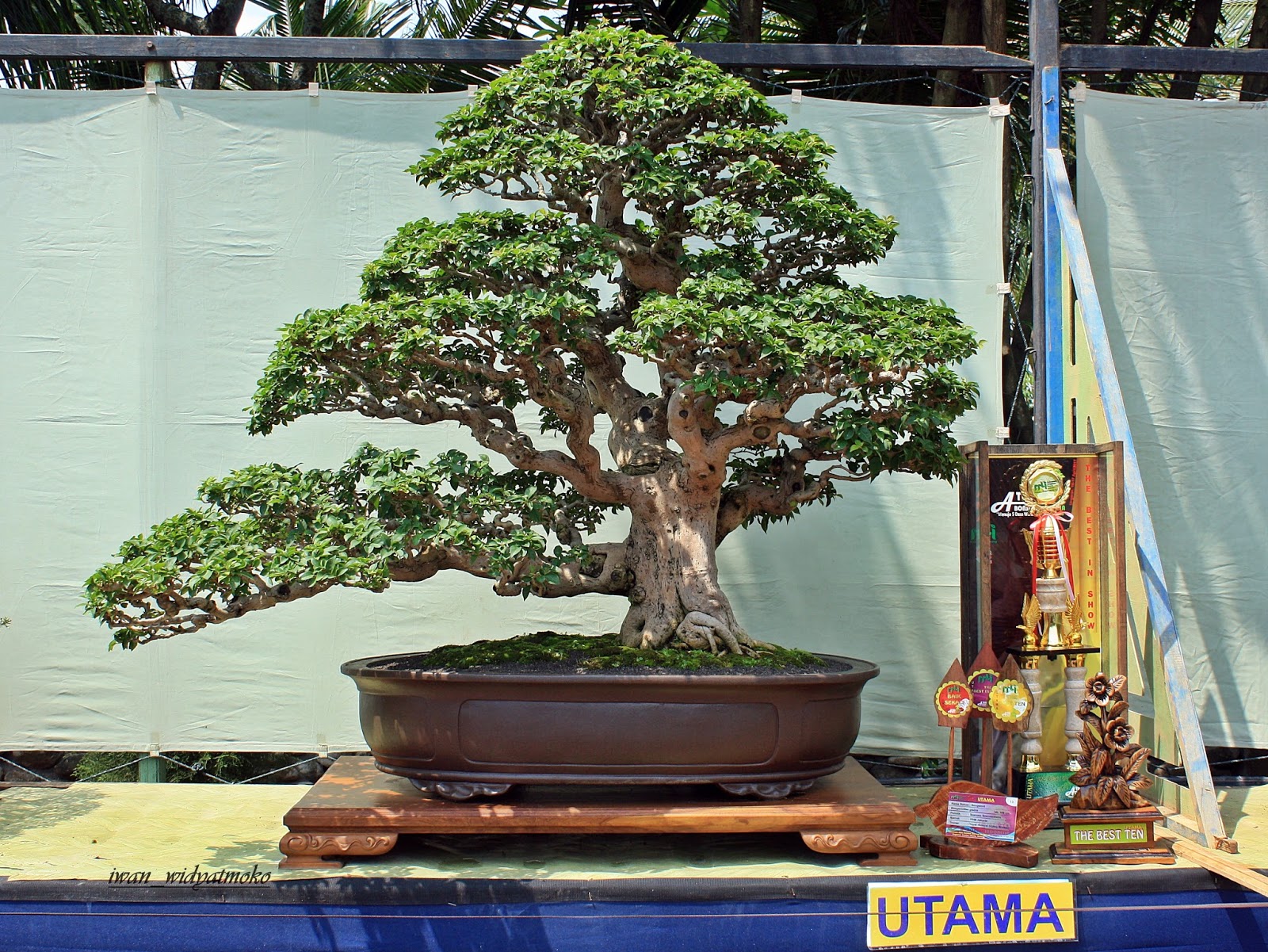 Bonsai Pohon Waru Blogger Bonsai