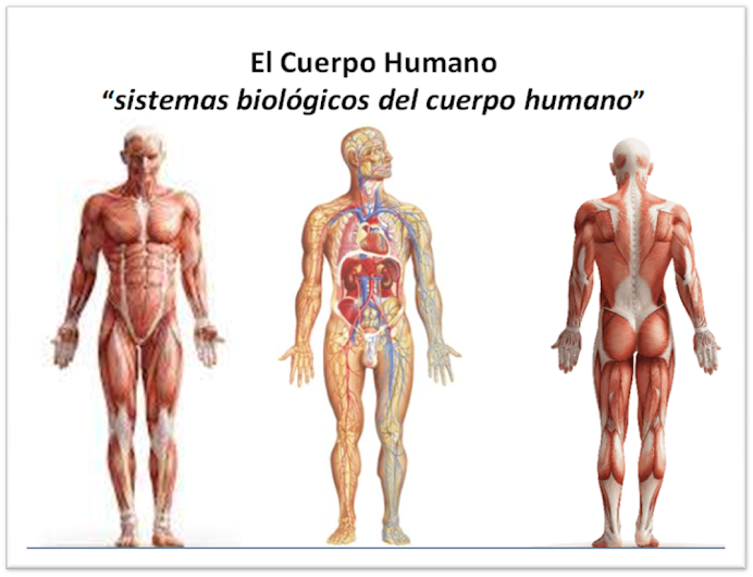 El CUERPO HUMANO: sistemas biológicos