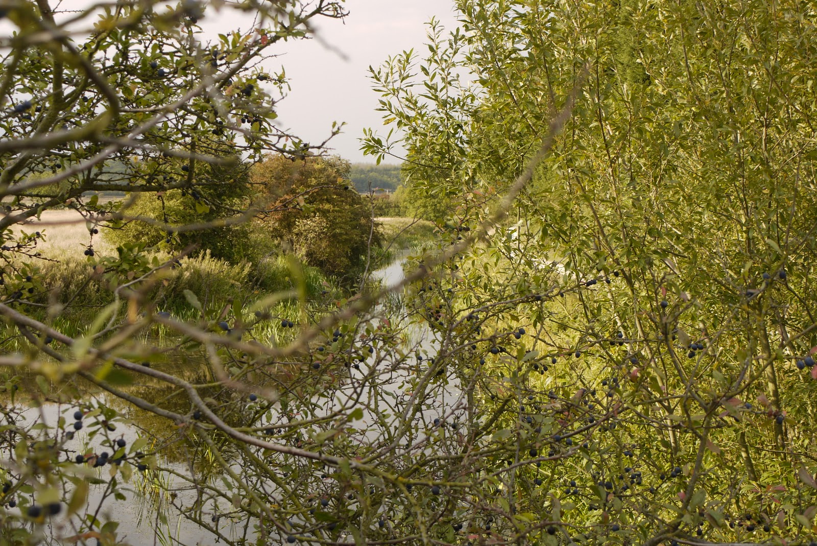 Walking in the country: Kinoulton