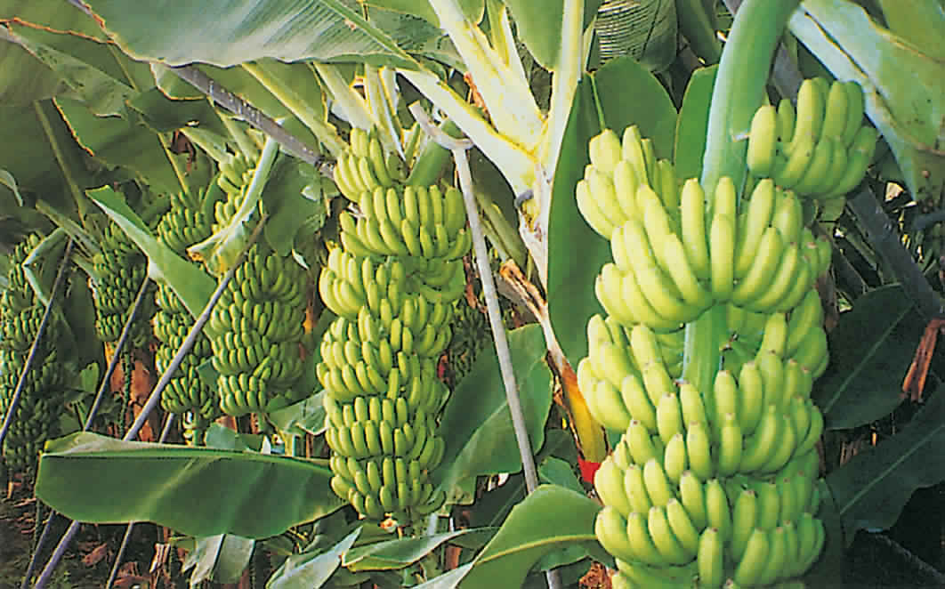 زراعة وإنتاج الموز الف لا ح