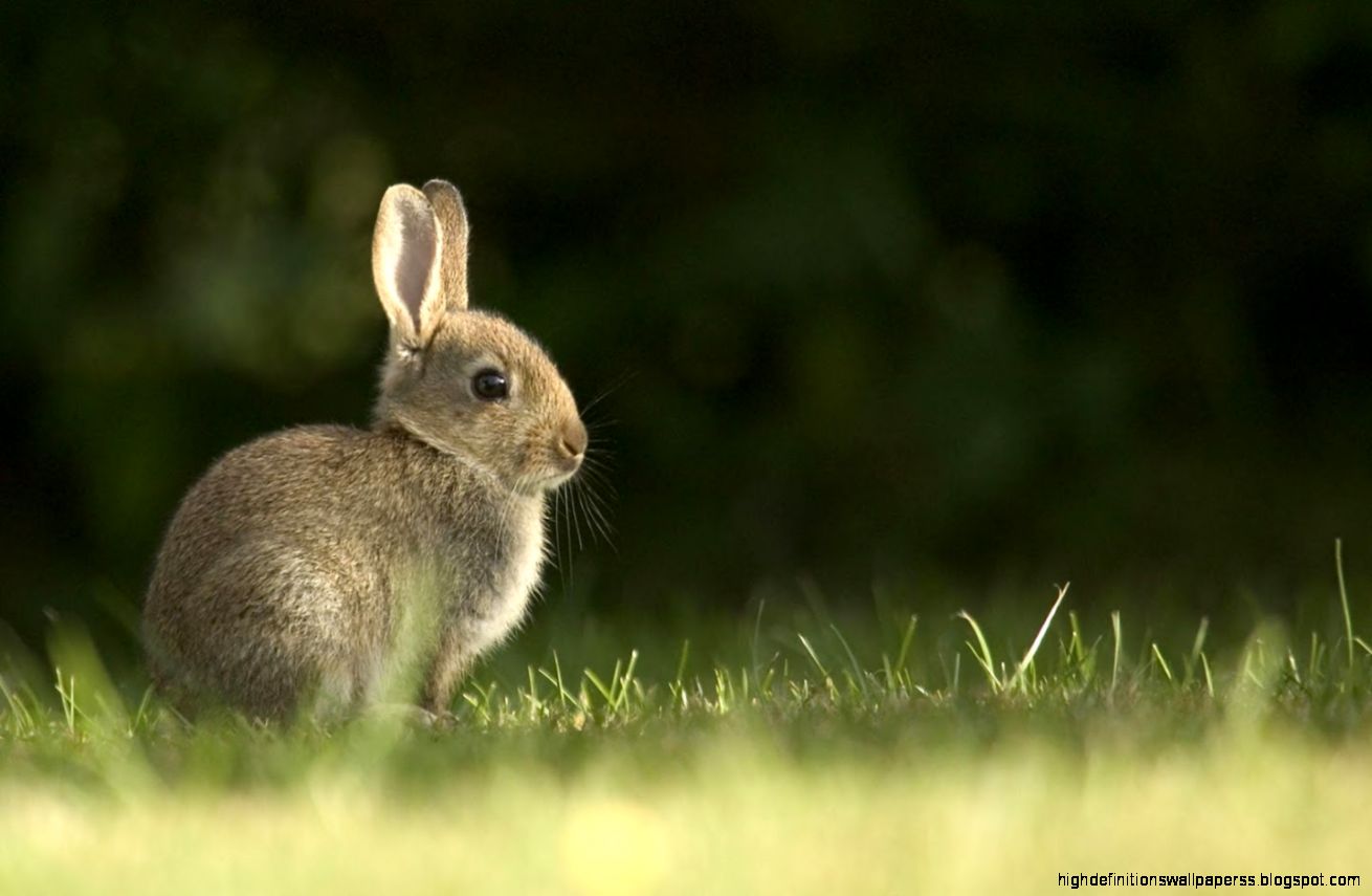 Rabbit Live Wallpaper   Android Apps on Google Play