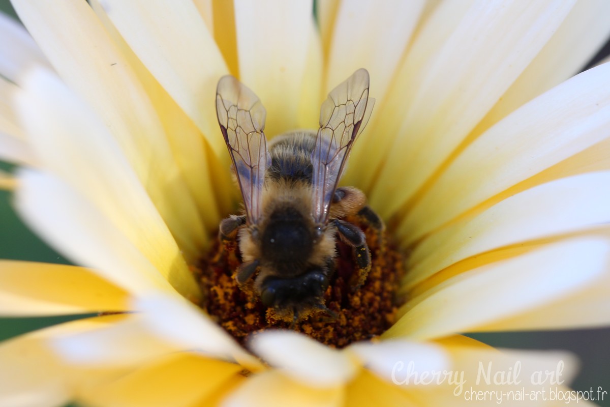 photo macro abeille