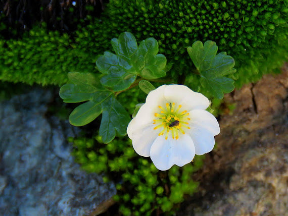 Jaskier alpejski (Ranunculus alpestris L.) jaskier