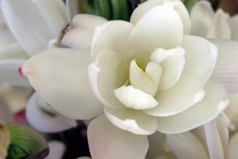 Romantic Flowers Tuberose Flower