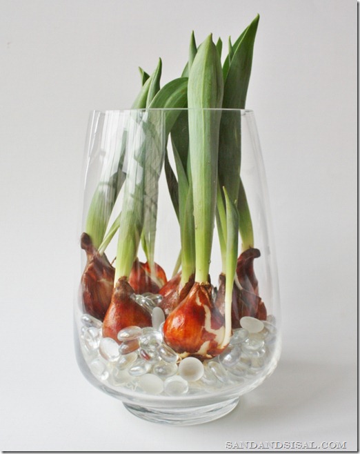 Tulipa Greigii MIX 100 PCS Amsterdam Flower Bulbs Online ® BOMBILLAS DE FLORES SOSTENIBLES Bulbos de flores de primavera Varios colores 