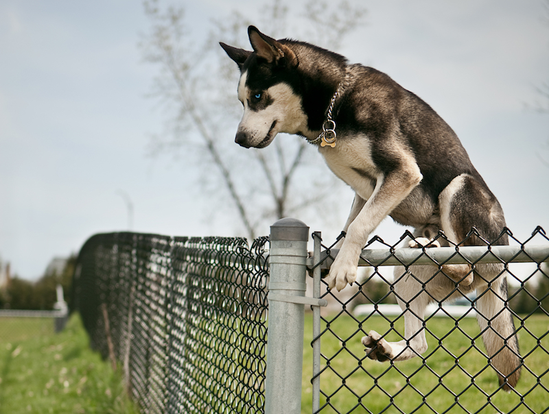 dog jumping fence
