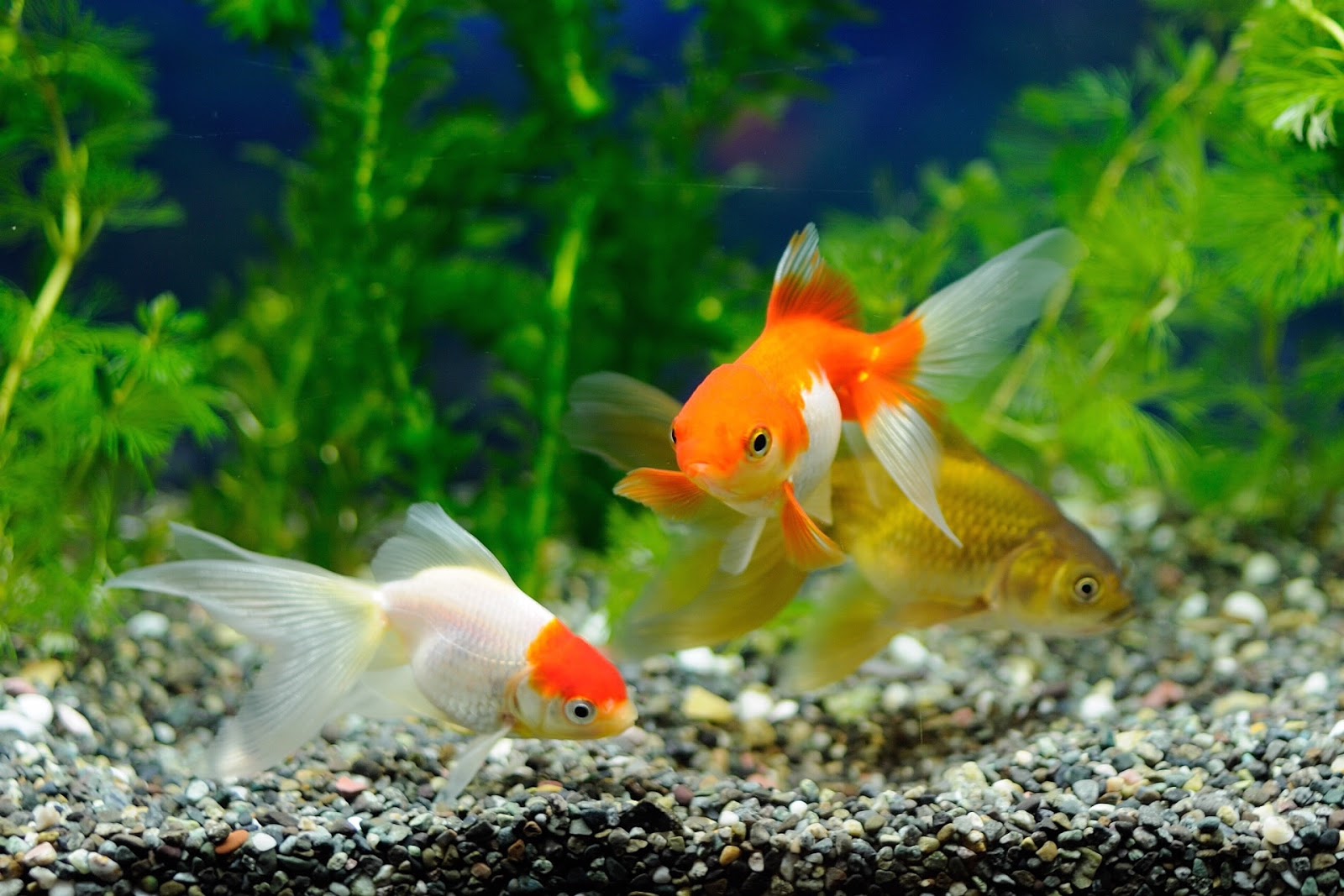 Wallpapers peces pack 2