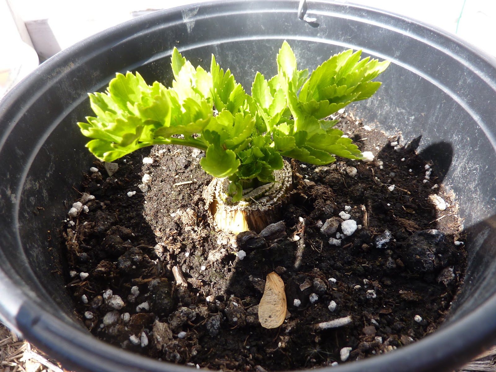 Cozy Thyme Cottage Pincushion Flowers, Purple Salvia, Celery, Tomato