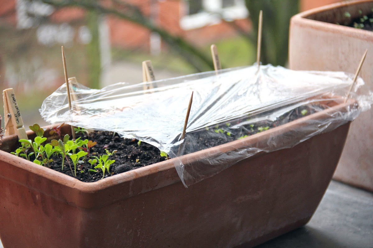 Mein Balkon Anzucht Gewächshaus für den Balkonkasten einfach selber