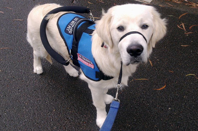 Downunder Assistance Dog Dog halters