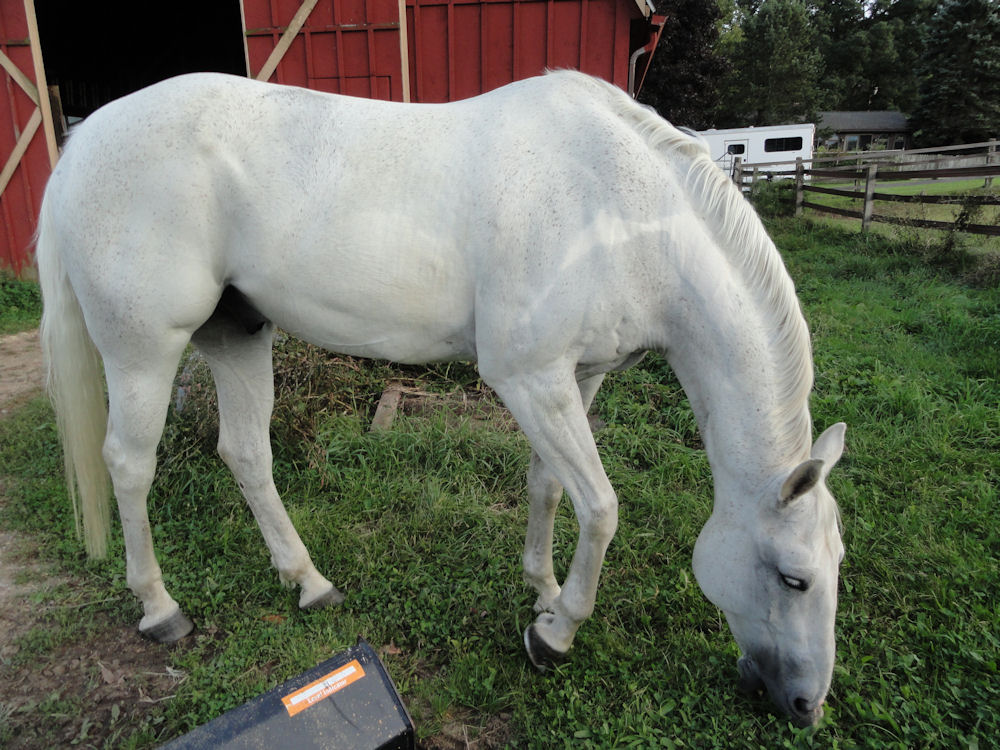 Musings of a Pet Horse!