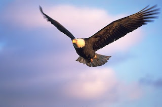 bald-eagle-flying_858.jpg