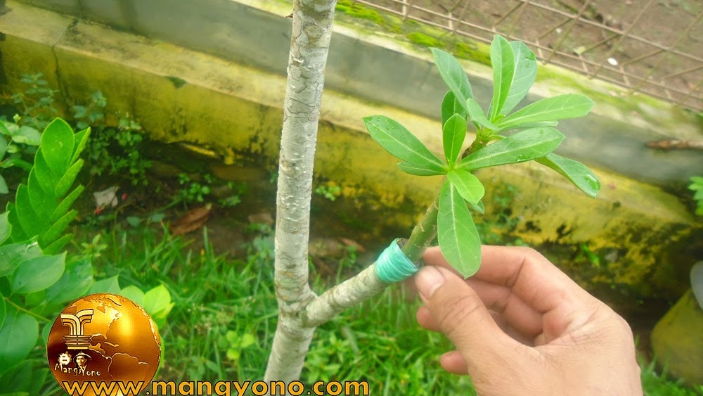 Perbanyakan Tanaman Hias Kamboja Jepang Adenium