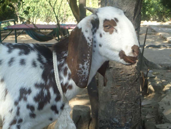 upper respiratory infections in goats